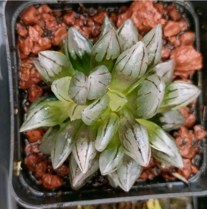 Haworthia Bullet Crest Rare succulent plant
Opens in a new window or tab