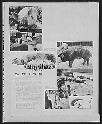 Photo:1930s National Agricultural Research Center Swine Pigs Book Page