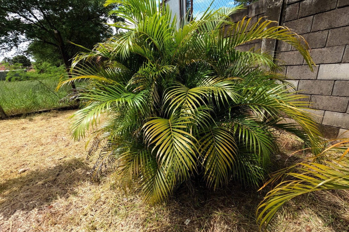 5 BAMBOO PALM Chamaedorea Seifrizii Reed or Parlor Palm Tree Sun
