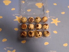 Bruteier von schwarzen Legewachteln 12 Stück