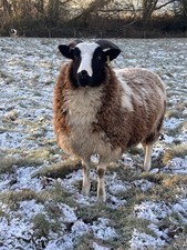 Jacob Ewe Lamb Fleece For Sale - Named Sheep (Daphne) About 2kg For Spinning