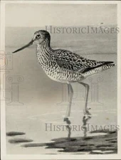 1940 Press Photo Yellowlegs bird wades in shallow water - nei27301
