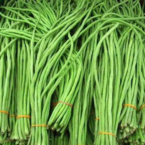 Cow Pea Seed - 10 to 200 Cowpea Seeds - Great For Poor Soils - Organic  🫘 - Picture 5 of 7