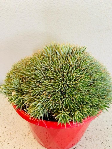 Deuterocohnia - Rare Bromeliad Succulent - Unique Rosettes - Picture 5 of 8