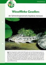 The pain tank catfish Aspidoras menezesi / aquarium information card