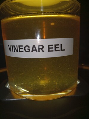 Vinegar Eel starter Easy Live Food For fry. Easy Storage Container. Lasts Years!