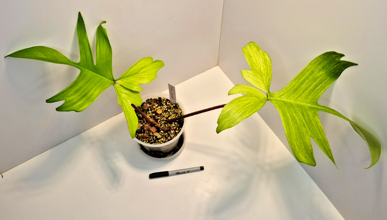 🌿 Philodendron Florida Ghost Mint #46