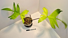 🌿 Philodendron Florida Ghost Mint #46