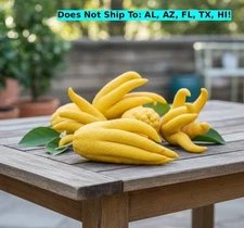 Buddha's Hand Semi-Dwarf Citron Tree 36"H Indoor Citrus Live Starter Plant