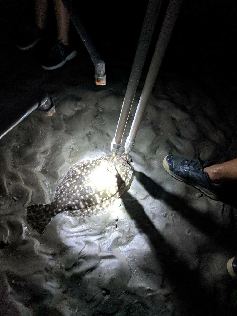 Flounder Spear Fishing