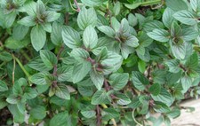 Mint Black Peppermint Mentha piperita Aromatic herb Plant Bees 9cm pot
