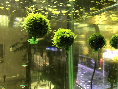 Floating Java Moss Creation, Live Aquarium Plant | eBay