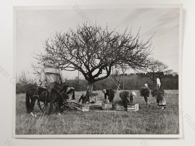 Mistel Ernte Normandie Frankreich Weihnachten Tradition Bauern Pferd 1940er Foto
