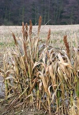 100 DALE SORGHUM Bicolor Syrup Flour Grain Vegetable Seeds