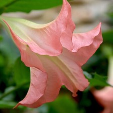 Brugmansia (Datura) Single Pink 9cm Pot x 1 Easy-to-Grow Show-Off