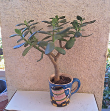 Crassula Ovata Jade money Friendship Plant 13" Tall Live Plant no pot