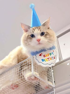 Doggy Cat Birthday Bib Pet Birthday Cat Birthday Bandana Scarf Party Hat  Mini