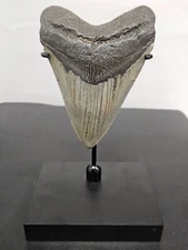 TOP SELLER! Black Megalodon Shark Display shark teeth fossil TOOTH NOT INCLUDED
