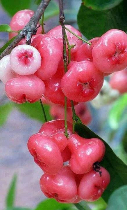 20 fruit seeds Red rose apple, Wax apple,Java apple, Water apple, Wax jambu  | eBay
