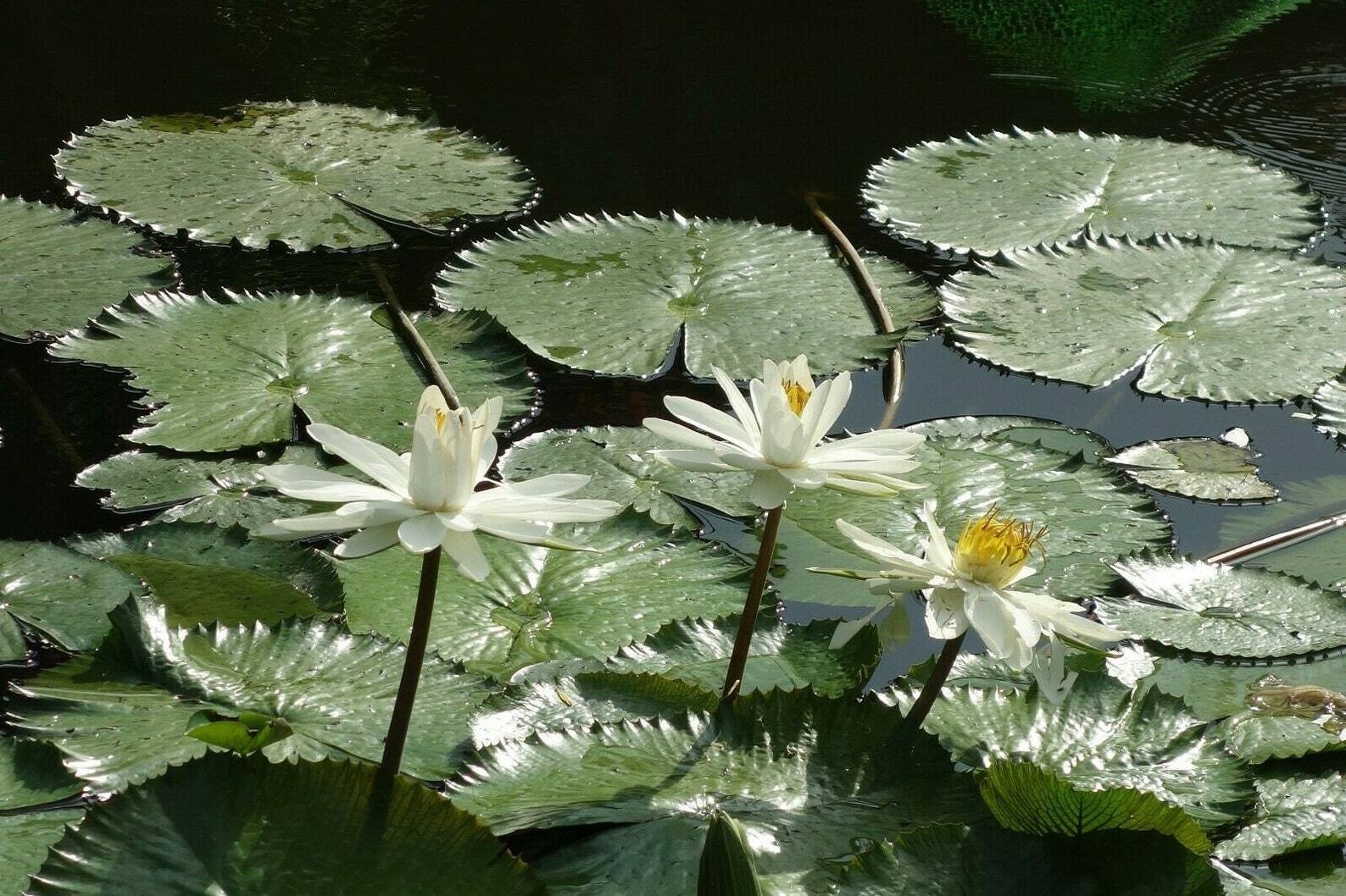 Nymphaea pubescens lirio de agua blanco, peludo - 10 semillas