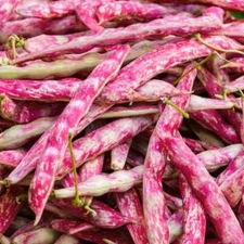 BULK Pink Cranberry Bean Seeds | Dwarf Horticultural Taylor Borlotti Pinto 2025