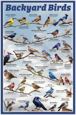 Backyard Birds Educational Poster - 24.5 x 36.5 inches Laminated