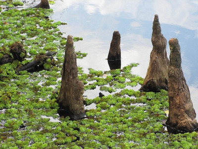 Southern Bald Cypress Knee | Freshly Harvested - Cut to Order | 3-28 Inch Option