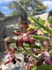 V. Pakchong Fragrance # 18 Orchid