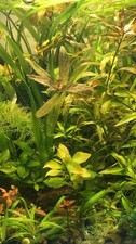 15xbeautiful fast-growing plants 7-15 cm each*BUY 3 Get 1 FREE*