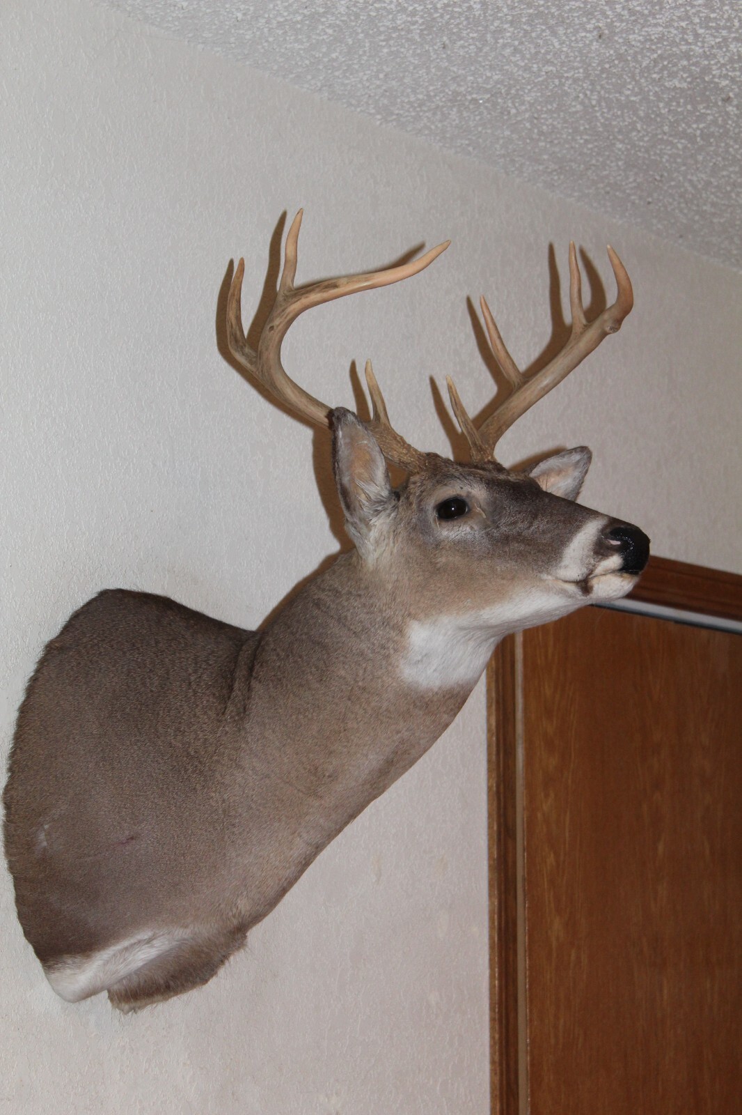 Whitetail Deer Head Shoulder Mount Taxidermy Cape Shed Antler Hunt Mule Rack
