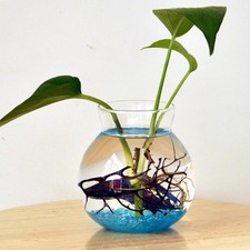 Clear Glass Flower Planter Vase Terrarium Container   Tank Table Decor
