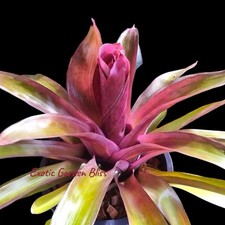 Neoregelia   BIRD ROCK   VIBRANT COLOR BROMELIAD PLANT Rare 