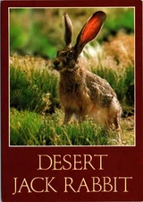 Dessert Jack Rabbit Postcard