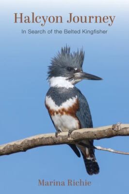 Halcyon Journey: In Search of the Belted Kingfisher by