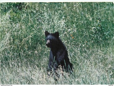 AK - Tiere - Bär - Black Bear - Bear - CPM - siehe beidseitige Scans