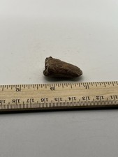 Carcharodontosaurus Tooth Dinosaur TREX Cousin 1.5” G3