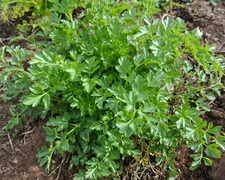 750 Heirloom Italian Giant Parsley Seeds - Flat Leaf - Herb - NonGMO Organic