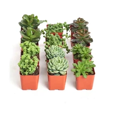 2 In. Green Succulent (Collection of 12)