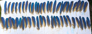 50 Blue & Gold Macaw Naturally Molted Wing Feathers 8"-9”