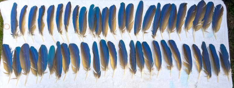 50 Blue & Gold Macaw Naturally Molted Wing Feathers 8"-9”