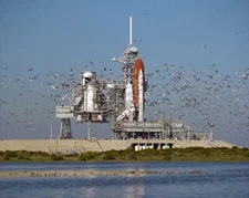 STS-27 Rollout flock of birds Space Shuttle Atlantis 8X12 PHOTOGRAPH