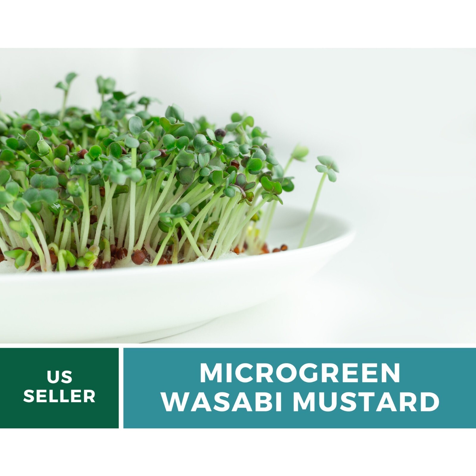 10+ Wasabi Microgreen Seeds Wasabi Mustard Microgreen Seeds, Heirloom Peppery Flavor, USA Grown | eBay