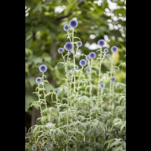 Echinops ritro - Kugeldistel - 9cm Topf - Bild 5 von 9