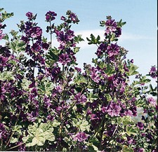 Malva sylvestris Mauritania 500 seeds