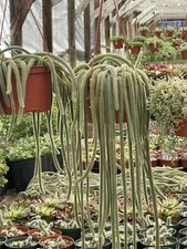 RAT TAIL CACTUS 6-INCH POT HANGING