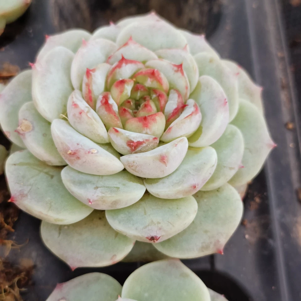 Echeveria 'Red Velvet about 5cm Succulent - Image 3 of 4