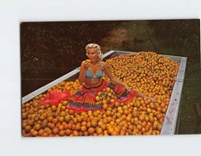 Postcard Orange Harvest Time in Florida USA