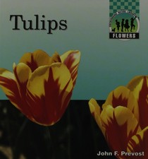Tulips Flowers 