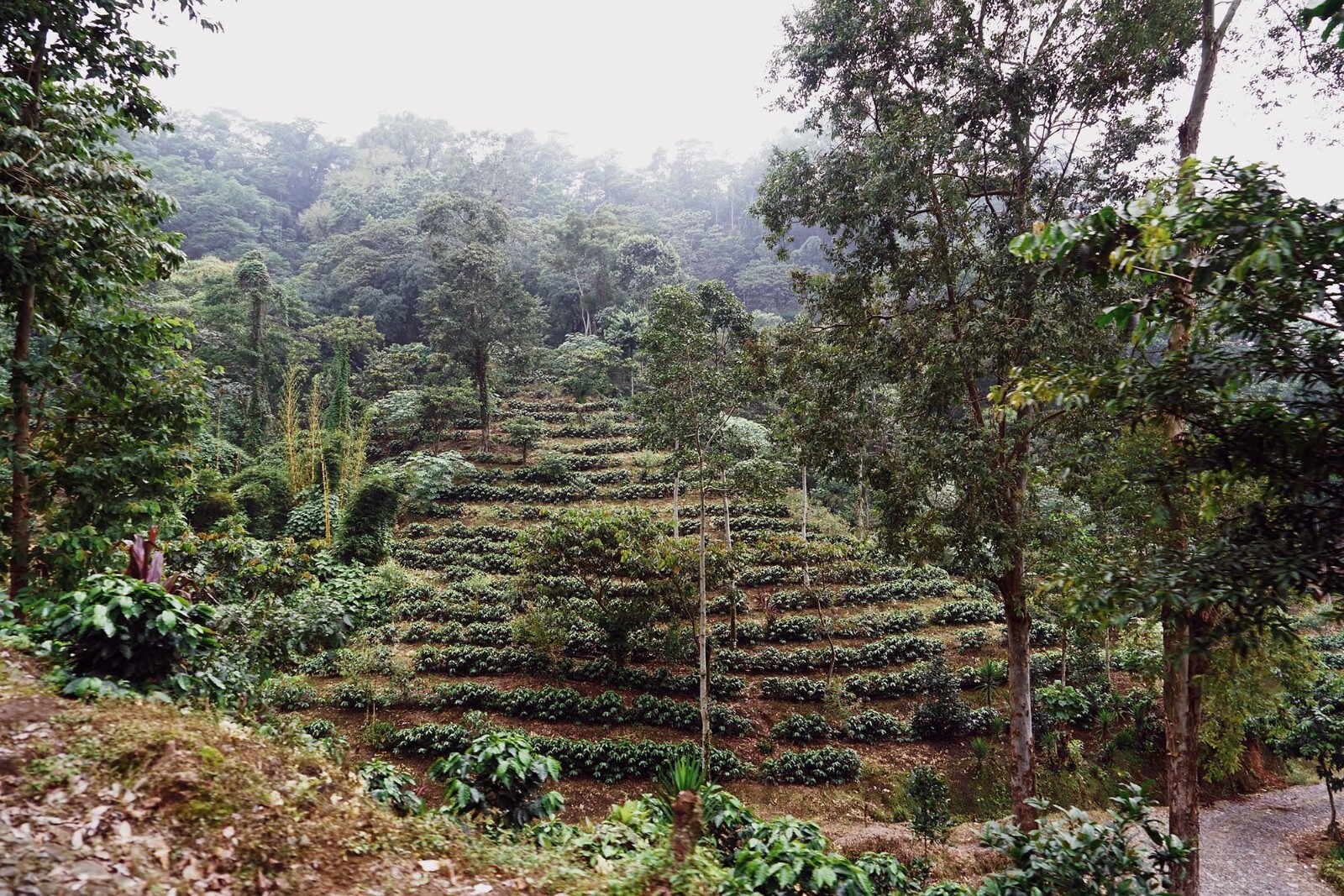 5 LBS GUATEMALA GUATEMALAN FRESH UNROASTED GREEN COFFEE BEANS - ARABICA