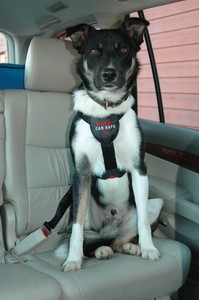 clix dog harness